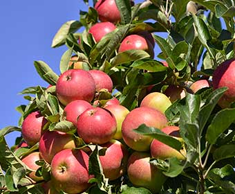 Äpfel aus dem Alten Land am Baum