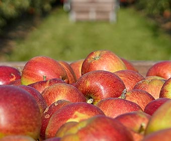 Erntefrische Äpfel