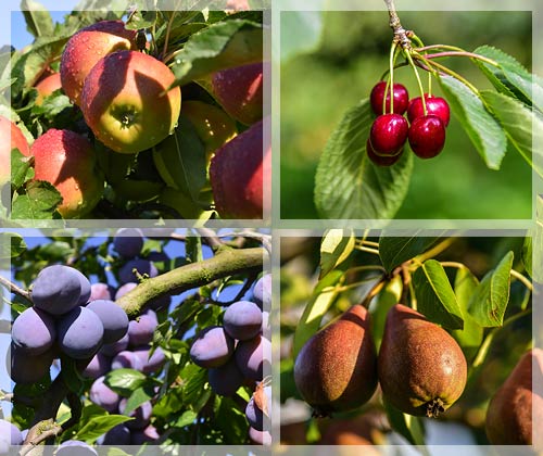 Unsere Obstsorten Unsere Obstsorten