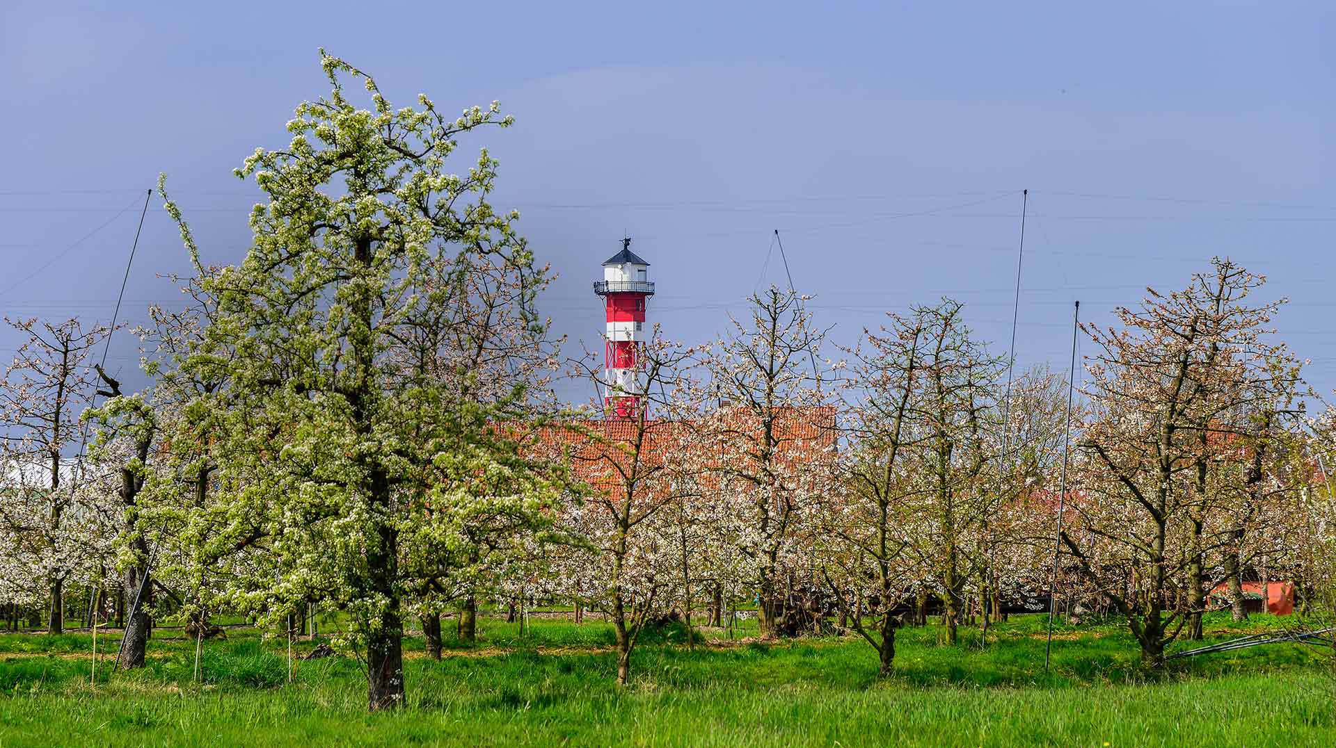 Das Alte Land im Frühling