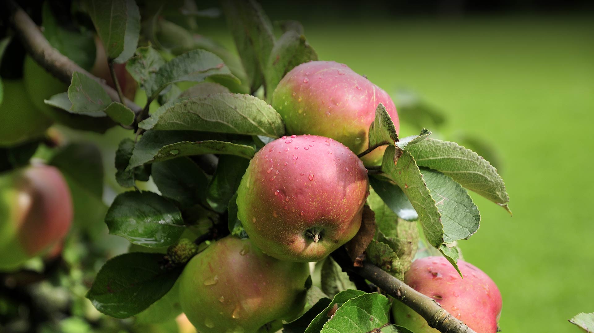 Der Apfel aus dem Alten Land von Obstbau Arnd Schliecker