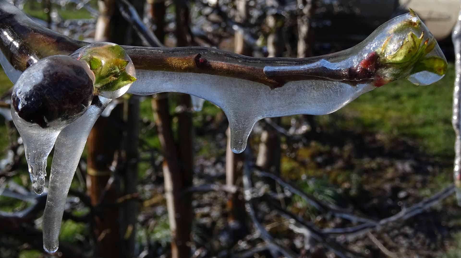 Eismantel um die Blüte