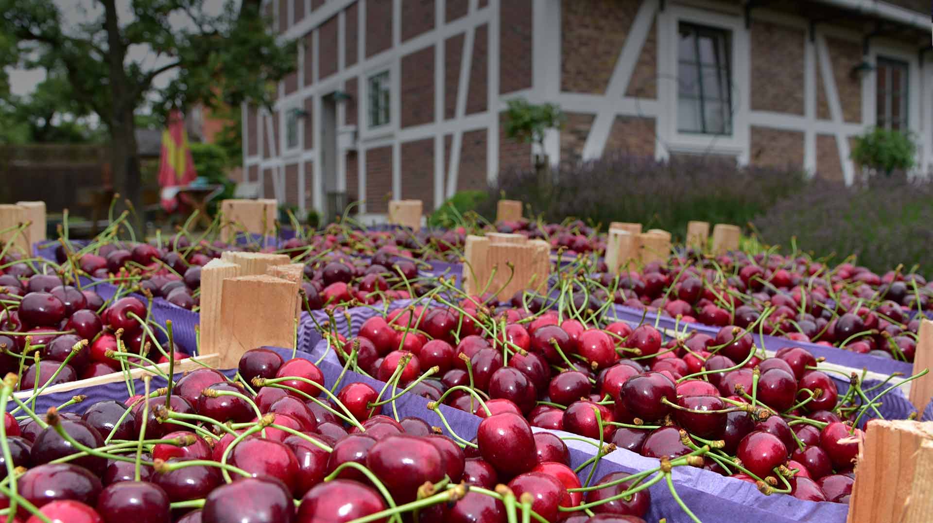 Kirschenernte Arnd Schliecker Handel