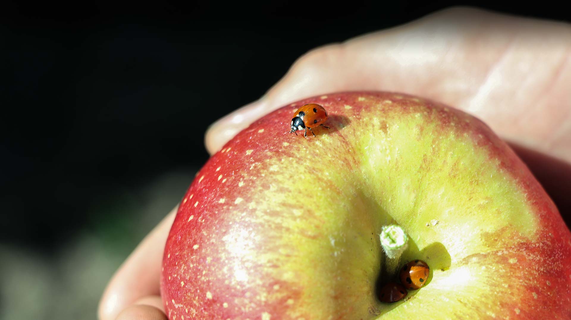 Marienkäfer auf Apfel im Alten Land